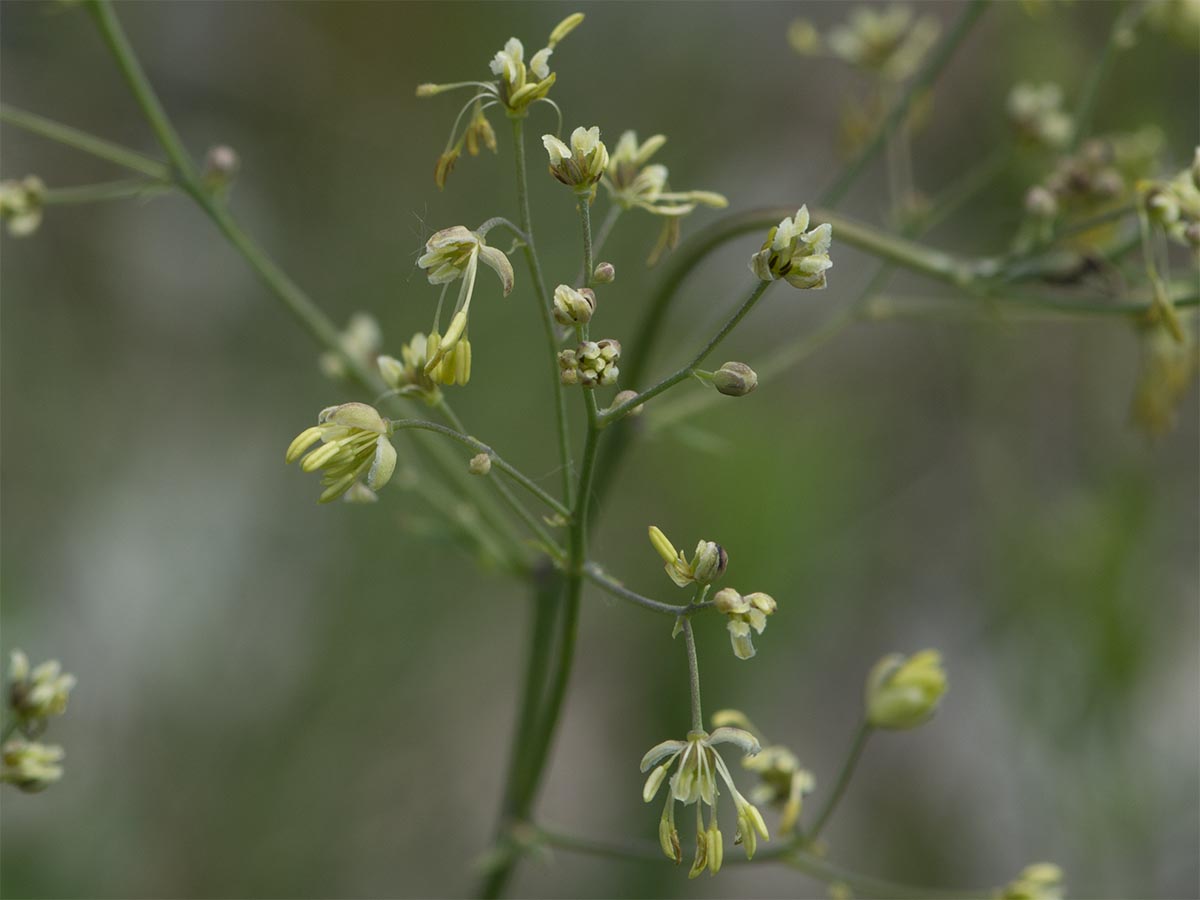 Thalictrum minus ssp. saxatile